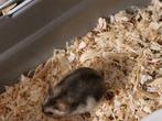 Hamstertjes, Dieren en Toebehoren, Knaagdieren, September, Mannelijk, Hamster