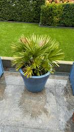 Palmboom met stenen pot, Tuin en Terras, Ophalen