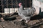 noord hollandse blauwe hen, Dieren en Toebehoren, Pluimvee, Vrouwelijk, Kip