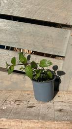 Chocolademunt, Tuin en Terras, Ophalen, Vaste plant, Kruiden, Volledige schaduw