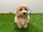 Maltipoo pups, België, 8 tot 15 weken, CDV (hondenziekte), Meerdere