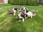 Sint bernard pups, Dieren en Toebehoren, CDV (hondenziekte), Meerdere, 8 tot 15 weken, Meerdere dieren