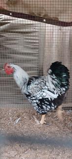 Haan Wyandotte 2024., Dieren en Toebehoren, Pluimvee