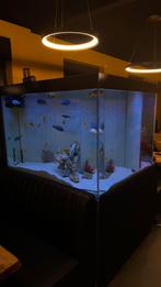 aquarium 140x80x100, Dieren en Toebehoren, Ophalen, Zo goed als nieuw