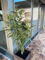 Witte oleander ongeveer 1m50 hoog, Tuin en Terras, Volle zon, Vaste plant, Zomer, Ophalen
