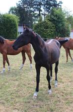Mooie springgefokte jaarling (ruin), Dieren en Toebehoren, Paarden, Springpaard, Gechipt, Ruin, 0 tot 2 jaar