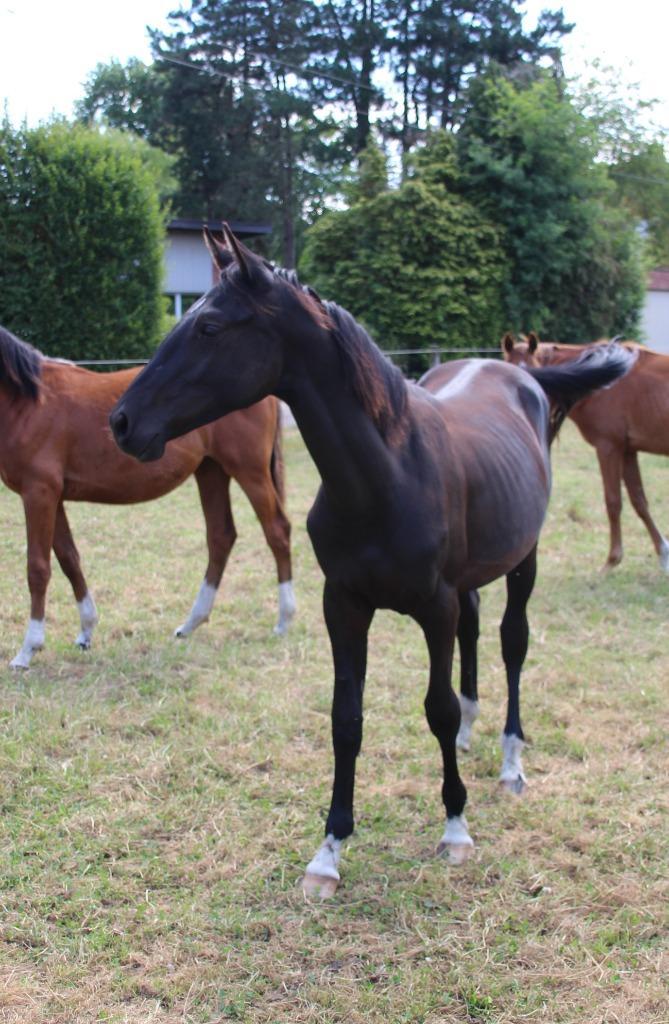 Mooie springgefokte jaarling (ruin), Dieren en Toebehoren, Paarden, Ruin, Onbeleerd, 0 tot 2 jaar, Springpaard, Met stamboom, Gechipt