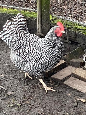Broedeieren kruising Amrock x groenlegger, Sexe inconnu, Poule ou poulet