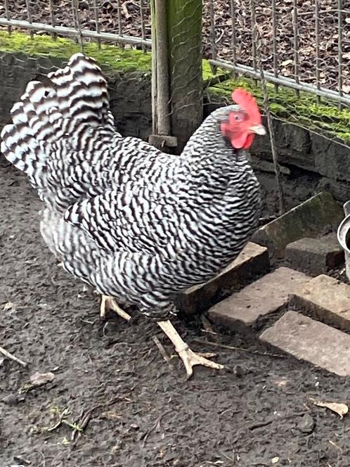 Broedeieren kruising Amrock x groenlegger, Dieren en Toebehoren, Pluimvee, Kip, Geslacht onbekend