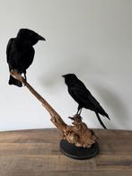 Corbeaux en peluche - Configuration en duo - Wildernis Ateli, Collections, Collections Animaux, Enlèvement ou Envoi, Neuf, Oiseaux