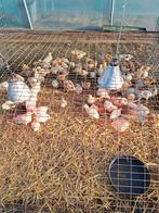 Kuikens, Dieren en Toebehoren