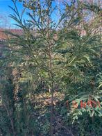 Japanse ceder, Tuin en Terras, Planten | Bomen, Ophalen, Winter