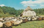 SCHAPENKUDDE  in  DUITSLAND, Verzamelen, Postkaarten | Dieren, Verzenden, 1960 tot 1980, Gelopen, Overige soorten