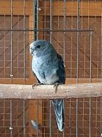 Blauwe Stanley rosella's 2025, Meerdere dieren, Parkiet, Geringd