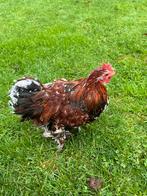 Cochin haan, Dieren en Toebehoren, Pluimvee