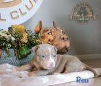 American bully pups (uit top bloedlijnen), Meerdere, 8 tot 15 weken, Meerdere dieren, België