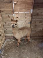 Jonge merrie te koop, Dieren en Toebehoren, Juni, Vrouwelijk