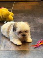 Machi pups, Dieren en Toebehoren, België, Maltezer, CDV (hondenziekte), 8 tot 15 weken