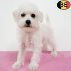 Witte Schnoodle pups te koop (Belgisch), Dieren en Toebehoren, Honden | Chihuahua's en Gezelschapshonden, België, CDV (hondenziekte)