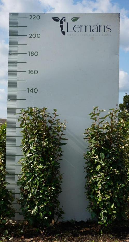 Elaeagnus ebbingei, Jardin & Terrasse, Plantes | Arbustes & Haies, Haie, Autres espèces, 100 à 250 cm, Enlèvement