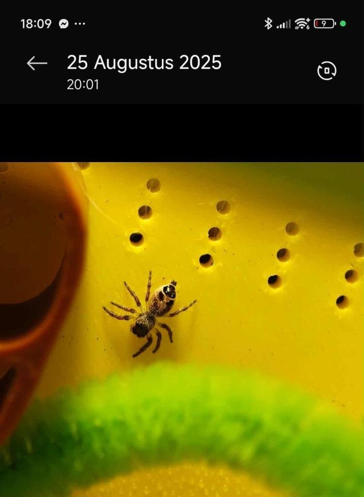 Hyllus Diardi F4 springspin, Dieren en Toebehoren, Insecten en Spinnen, Spin of Schorpioen