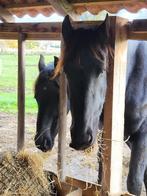 Mooie friese merrie en friese stamboekhengst te koop., Dieren en Toebehoren, Gechipt, 3 tot 6 jaar, 160 tot 165 cm, Onbeleerd