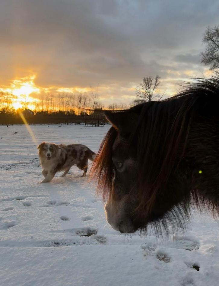 Shetlander - shetland - shetlandpony, Dieren en Toebehoren, Pony's, Ruin