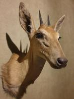 Opgezette dieren. Duiker antilope. Mancave. Bar. Jacht, Ophalen of Verzenden, Zo goed als nieuw, Wild dier, Opgezet dier