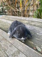 Nhd rammelaar, Dieren en Toebehoren, Konijnen, Mannelijk, Dwerg, Hangoor, 0 tot 2 jaar