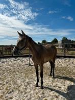 Mooie 2,5 jarige springmerrie met veel potentieel!, Dieren en Toebehoren, Merrie, Onbeleerd