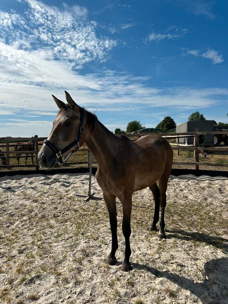 Mooie 2,5 jarige springmerrie met veel potentieel!, Dieren en Toebehoren, Paarden, Merrie, Onbeleerd