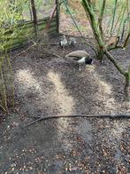 Blauwe pauwente koop, Dieren en Toebehoren