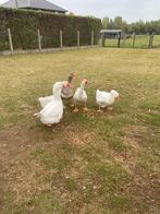 Drie jonge ganzen te koop, Geslacht onbekend, Gans of Zwaan