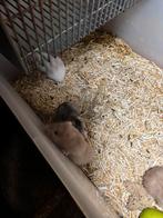 Mooie tamme jonge goudhamsters, Dieren en Toebehoren, Hamster, November, Meerdere dieren, Tam