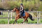 Leuke merrie, Dieren en Toebehoren, Paarden, Minder dan 160 cm, B, 11 jaar of ouder, Recreatiepaard
