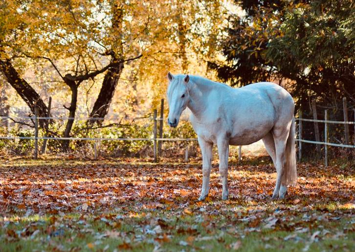 2 jarige Cruzado Lusitano ruin, Dieren en Toebehoren, Paarden, Ruin, Onbeleerd, Minder dan 160 cm, 0 tot 2 jaar, Recreatiepaard