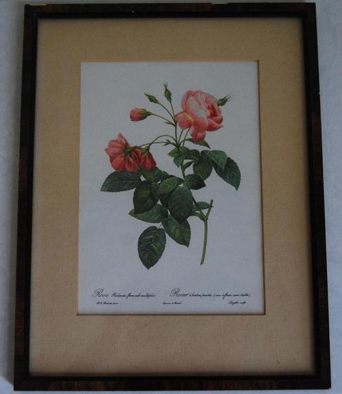 Litho  Roos van P.J. Redouté - ingekaderd, Antiek en Kunst, Kunst | Litho's en Zeefdrukken, Ophalen of Verzenden