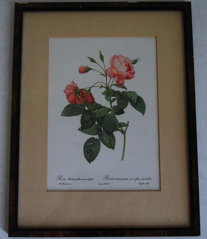 Litho  Roos van P.J. Redouté - ingekaderd, Antiek en Kunst, Kunst | Litho's en Zeefdrukken, Ophalen of Verzenden