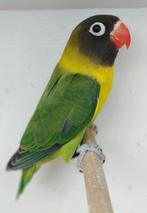 Agapornis Personata - met DNA! - MAN, Mannelijk, Dwergpapegaai of Agapornis, Geringd