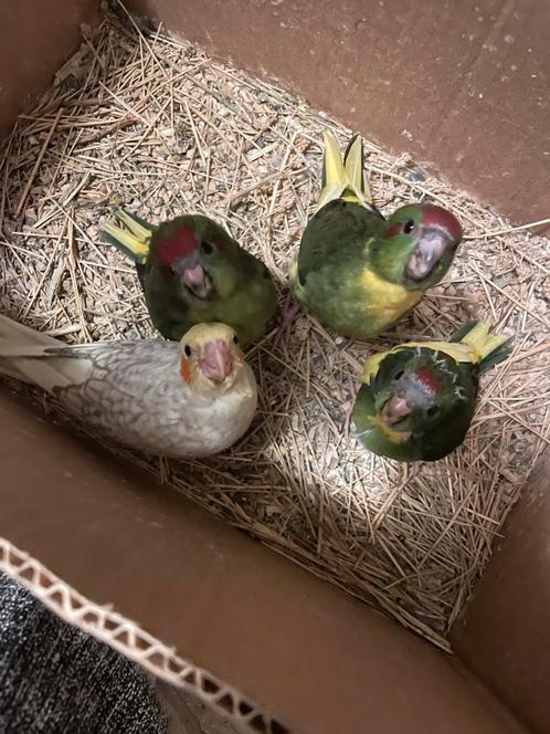 Tamme kakariki’s, Dieren en Toebehoren, Vogels | Parkieten en Papegaaien, Tam