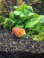 Gestreepte appelslakken, Dieren en Toebehoren, Vissen | Aquariumvissen