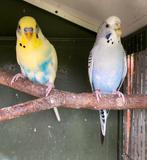 COUPLE PERRUCHES, Dieren en Toebehoren, Vogels | Parkieten en Papegaaien