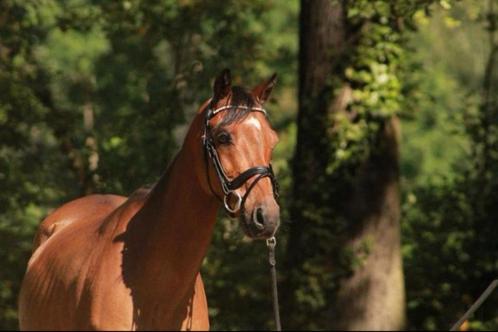 Super knappe c pony ruin (projectje), Dieren en Toebehoren, Paarden, Ruin, Zadelmak, Minder dan 160 cm, 11 jaar of ouder, Met stamboom