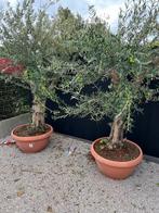 Olijfboom solitair, Tuin en Terras, Planten | Bomen, Ophalen, In pot, Olijfboom, 100 tot 250 cm