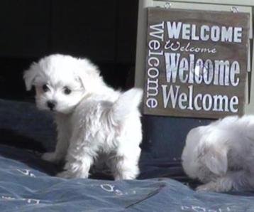 Maltezer pups uit nest te  kiezen 💖💖💖 beschikbaar voor biedingen