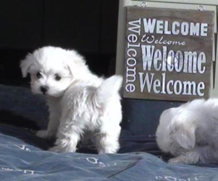 Maltezer pups uit nest te  kiezen 💖💖💖, Dieren en Toebehoren, Honden | Chihuahua's en Gezelschapshonden, Meerdere dieren, Maltezer