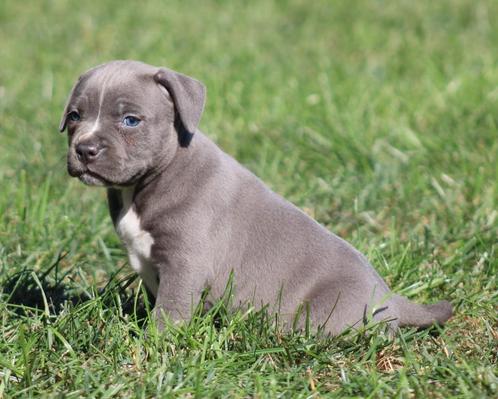 Amerikaanse Stafford pups, Dieren en Toebehoren, Honden | Jack Russells en Terriërs, Meerdere dieren, American Staffordshire Terriër