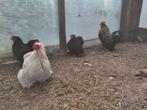 Cochin kriel kippen met haan, Dieren en Toebehoren, Meerdere dieren, Kip