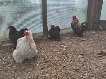Cochin kriel kippen met haan, Dieren en Toebehoren, Pluimvee, Meerdere dieren, Kip