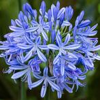 Zaden Agapanthus lichtblauw oogst 2025, Ophalen of Verzenden, Gehele jaar, Zaad